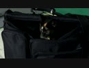 【癒し】「ストーカーあず」 子猫の成長日記