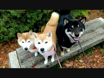 柴犬ひかいち 黒柴君とおもしろ撮影会