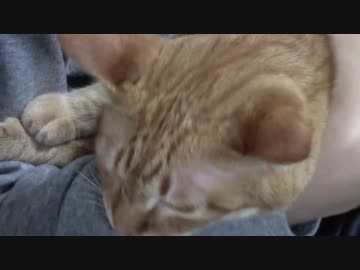 拾いねこ＠生後1256/1223日目　今日は匠さんのばーすでー。