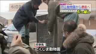 札幌市円山動物園のシンリンオオカミ「ユウキ」が徳島へ出発