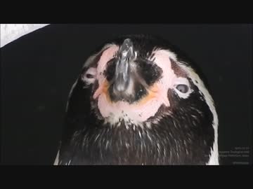 フンボルトペンギンの正面顔
