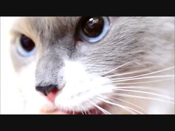 いま忙しいんだ！もふるな！