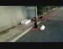 SD氏　心霊スポットは猫だらけ