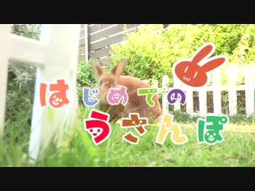 【うさぎ】はじめてのうさんぽ【もなか】