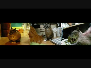 【後編】凶暴→甘えん坊！ジャンくんの家猫生活４年間