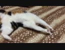 お行儀の悪い猫の図
