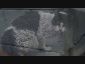 【傷痕有閲覧注意】手負いの老猫、ふるさとに帰還する