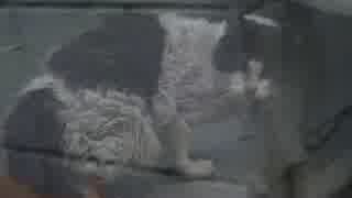 【傷痕有閲覧注意】手負いの老猫、ふるさとに帰還する