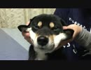 無抵抗な黒柴