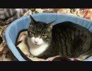 うちの猫の寝姿を撮影してみた（20151216）