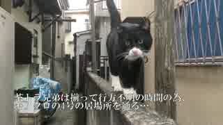 サトイモ子猫兄弟、里親さまの元へ旅立つ