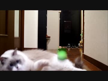 猫とキャッチボールしたよ