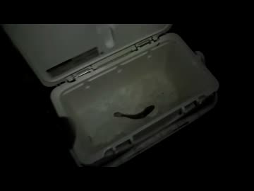 クルマで釣りに行こう♪ part 38 中編【ドンコオフ会】