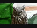 【ふくろう】 スヤスヤ動画2