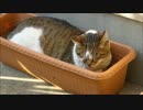 すっぽりはまって爆睡中の猫ですzzz