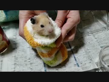 キンクマハムスターに靴下をあげた結果