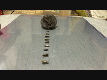 【何かが違う･･･】吸引力の変わらないただ一つの()