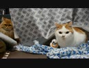 スター・ウォーズと猫たち【マンチカンズ】