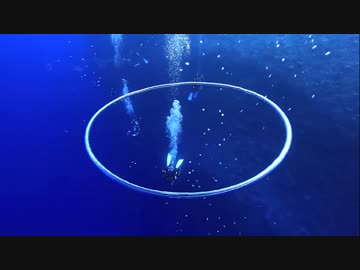 疲れたホモへ　癒やし動画