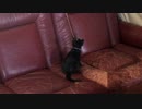 【癒し】「一人遊び①」 子猫の成長日記