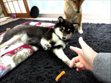 バンッ！！（１５年１２月１７日）