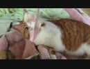 おもしろい猫trim.82DA0D6C-9A67-47D3-8FED-968059876011