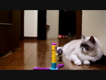 猫と蝶　～反撃の時定～