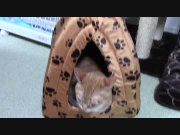 拾いねこ＠生後1260/1227日目　新しい別荘を入手したアコツキさん