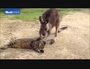 ネコを撫でまくるカンガルーが海外で話題にｗｗｗｗｗｗｗｗｗｗ