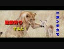 【実況】ニホンジカで猛獣狩りするよ！Part.8【トーキョージャングル】