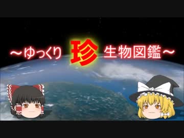 ～ゆっくり　珍　生物図鑑～　新・第19回