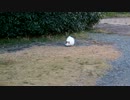 ひとりで遊ぶ三毛猫