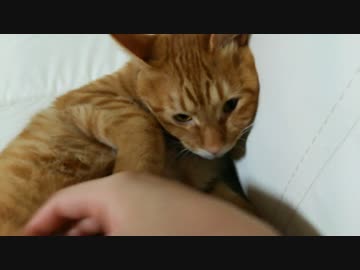 【拾い猫】ランカちゃんをモフモフ