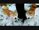 柴犬ひかいち　初雪を踏みしめる♪