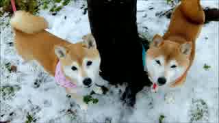 柴犬ひかいち　初雪を踏みしめる♪