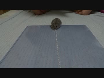 【ダイソンリベンジ】吸引力の変わらないただ一つの()