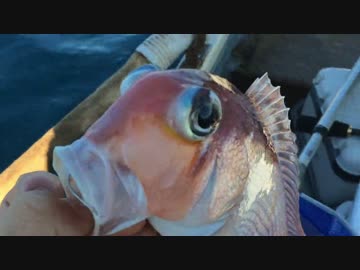 友人（野生）とボート釣り　アマダイ　もちょお