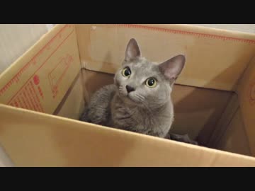 MY BOX CAT