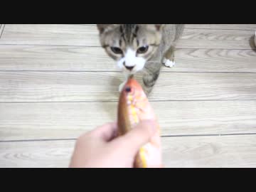 アウトドアをやろう！「魚釣って鍋食べるぞ！」in 八丈島