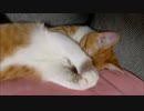 ルゥ君「まぶしいよ～～～」でも、、寝ますzzz