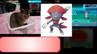 【崇めよ】猫を飼わせたいポケモン実況？【猫を】