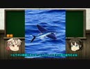 【艦これ？】ゆっくり艦娘とお魚解説 part 2. トビウオ【ゆっくり解説】