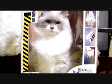 ひきこもりたぬこ