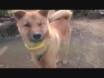 薪運びを見守る？子犬の様子