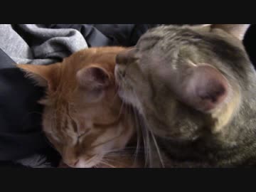 拾いねこ＠生後1262/1229日目　匠さんのいない土曜の午後