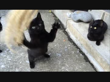 ちびくろにゃんずをおちょくってみる。