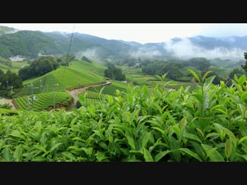 【　奥京都の旅　】　和束