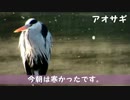 野鳥観察2015年12月19日