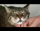 巨猫の運動