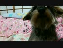 上が気になるワン
